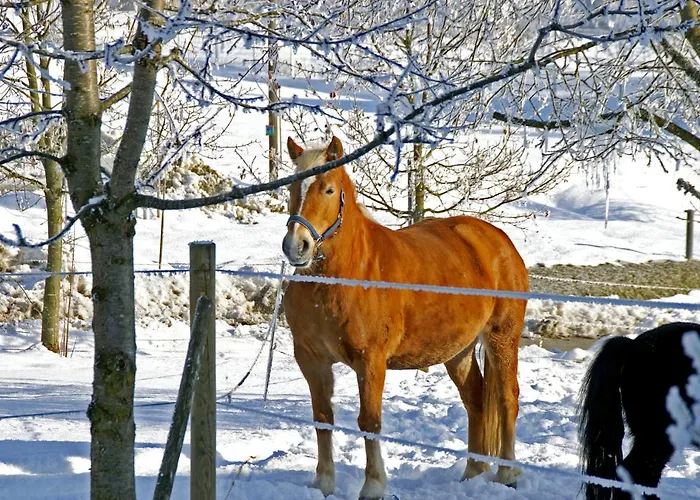 Hofleben Reiner Neukirchen vorm Wald